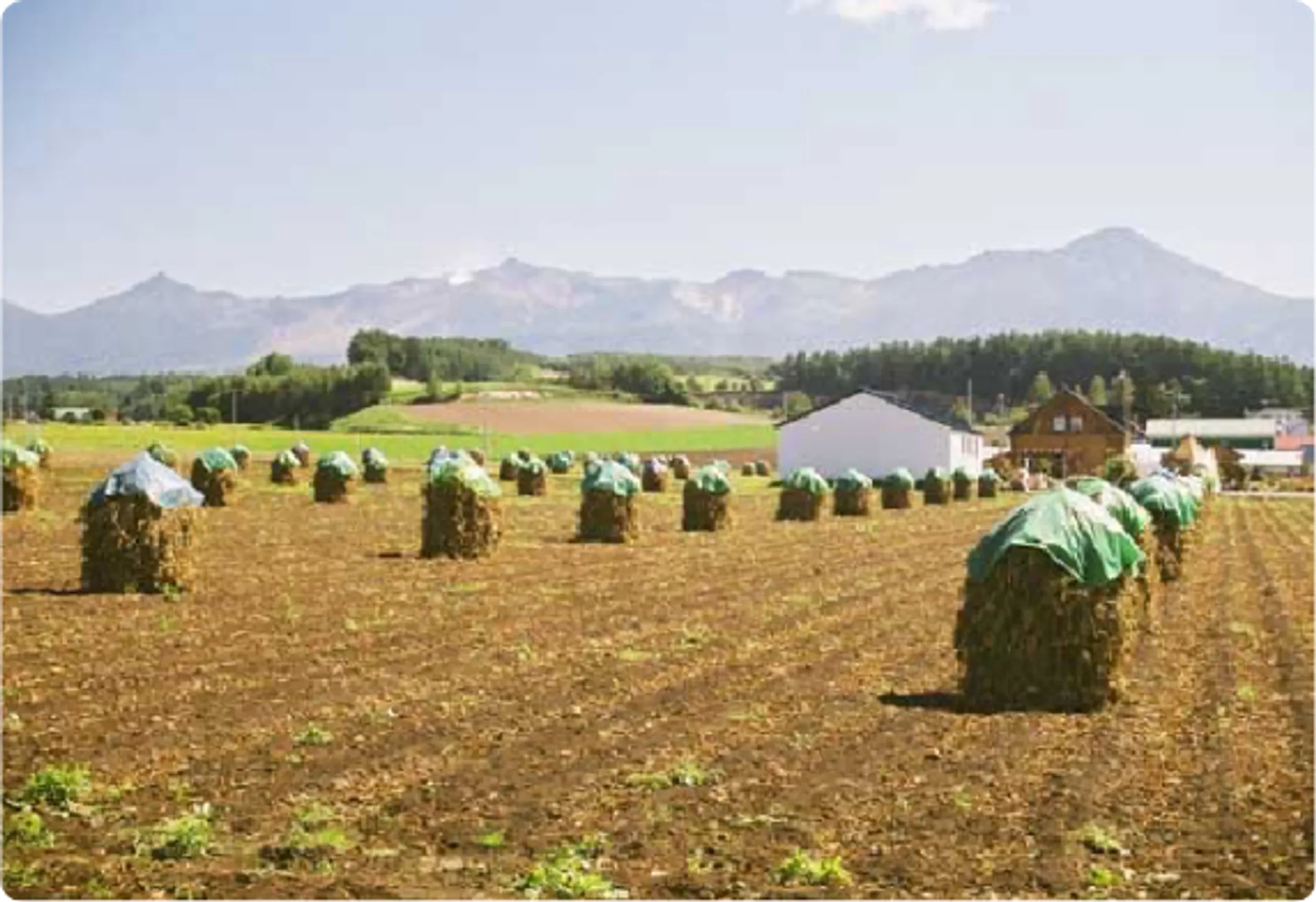 収穫後の牧草が並ぶ富良野の農地風景